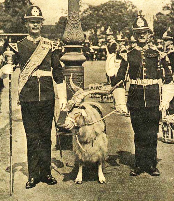 Как козлы попали на службу в Британской армии