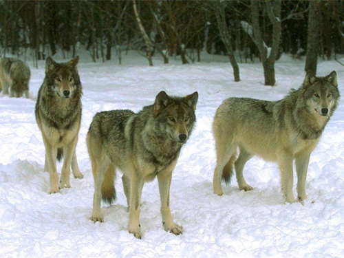 Ученые обнаружили, что волки лучше учатся друг у друга, чем собаки