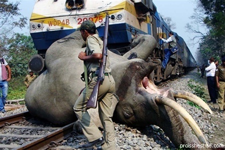 В Индии поезд сбил трех слонов - двух самок и детеныша. ФОТО+видео