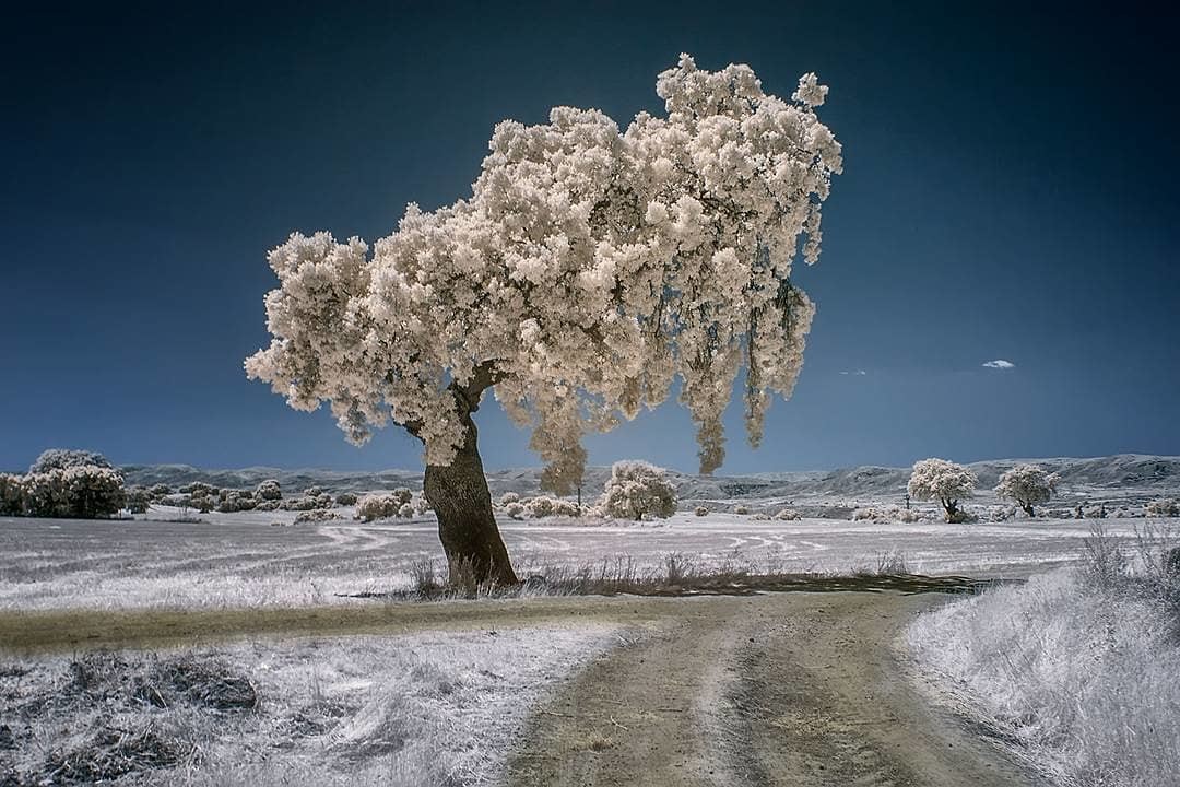 Потрясающие изображения инфракрасных пейзажей, сделанные фотографом из Испании. ФОТО