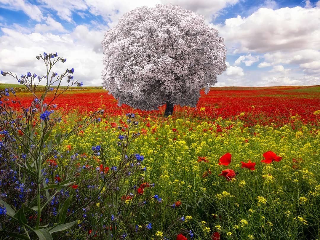 Потрясающие изображения инфракрасных пейзажей, сделанные фотографом из Испании. ФОТО