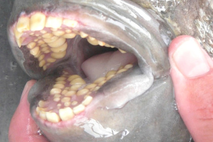 Рыба с «человеческими зубами»: в США обнаружили необычное животное. ФОТО