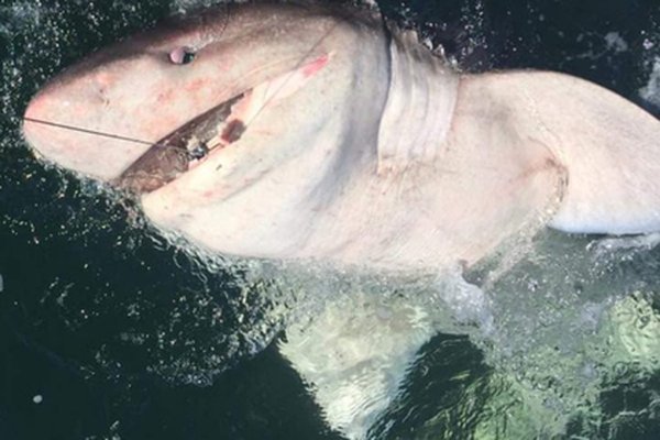 Женщина поймала на удочку пятисот килограммовую акулу. ФОТО