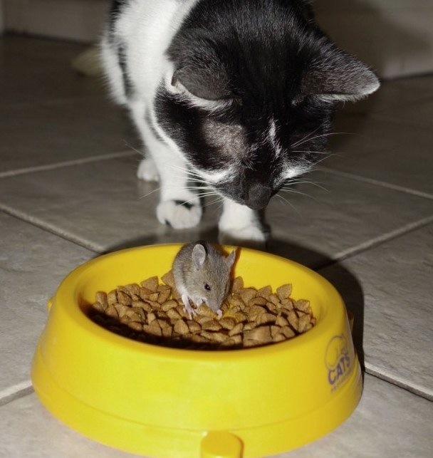 Мышь напугала кота и съела его еду 