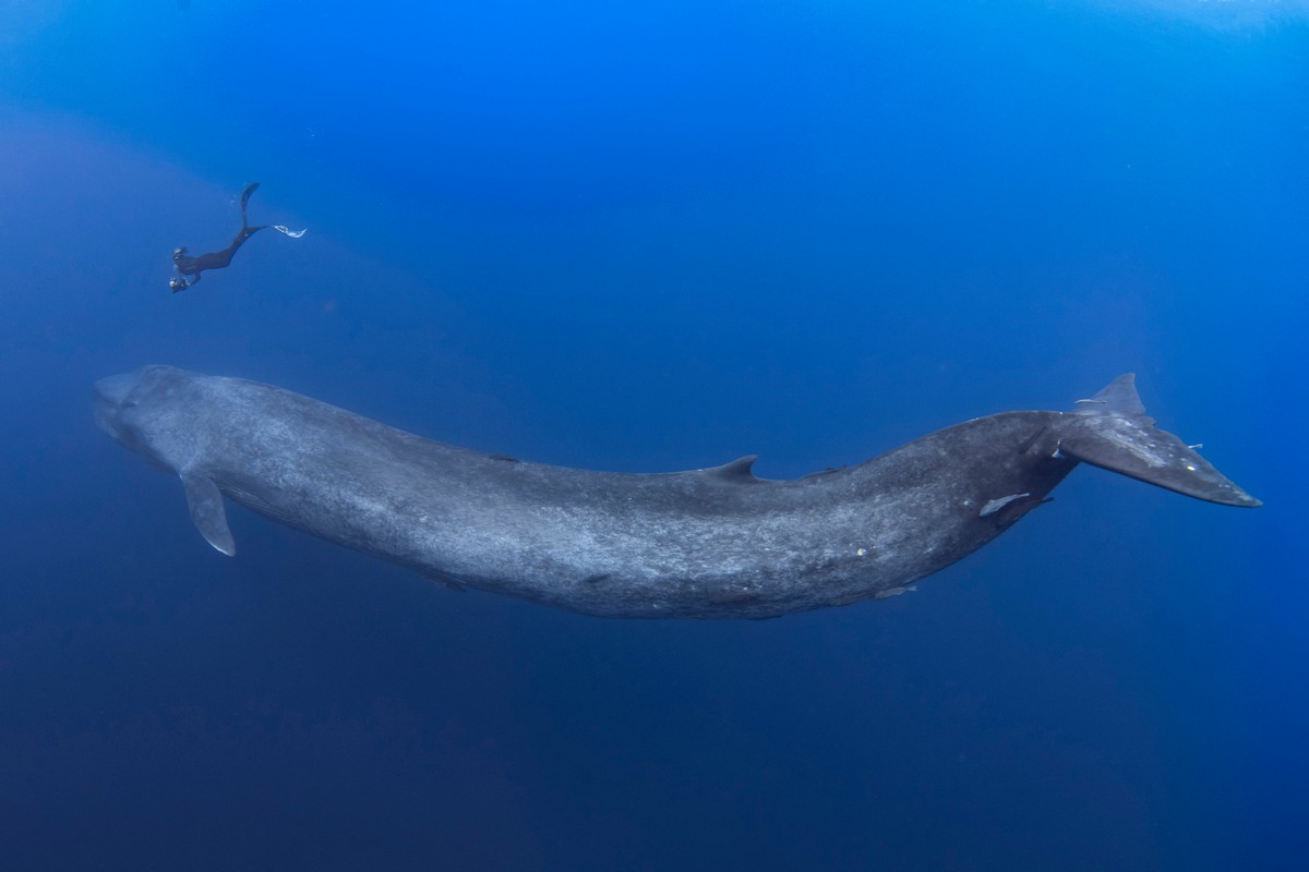 Потрясающие снимки встречи дайвера с 30-метровым синим китом