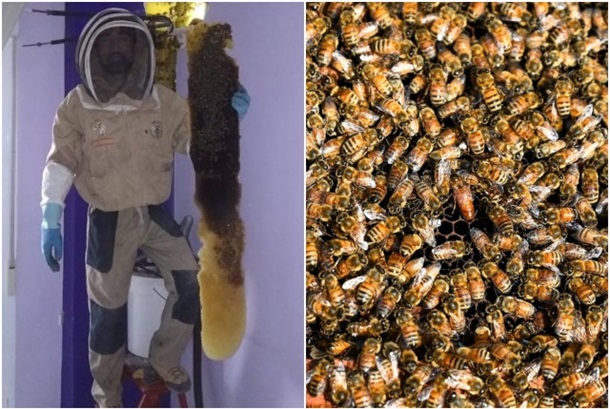 В Испании семейная пара случайно узнала, что два года прожила с роем пчел в стене. ФОТО