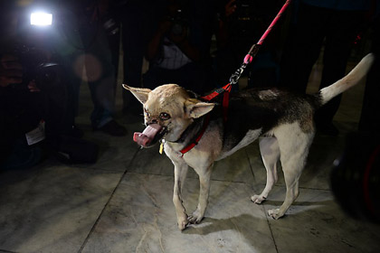 Филиппинская собака без верхней челюсти вернулась домой после лечения