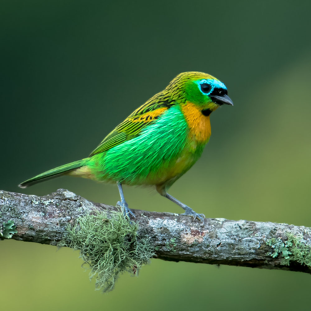 Замечательные снимки бразильских птиц от Хадсона Мартинса. ФОТО