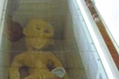 Китаец разместил в Сети фотографии найденного им «инопланетянина»