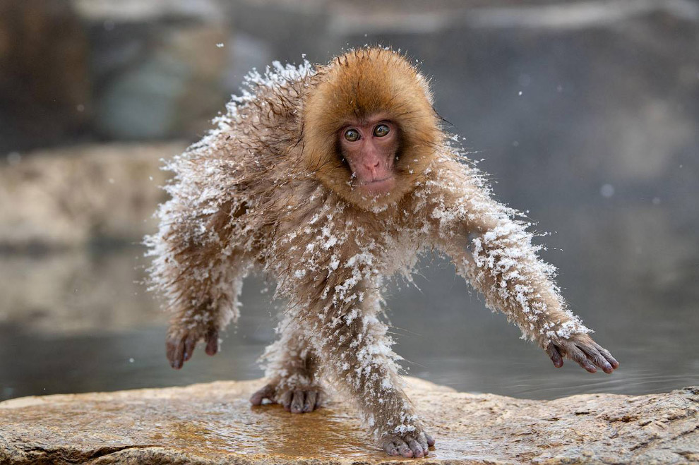 Смешной фотоконкурс Comedy Wildlife Photography Awards 2019