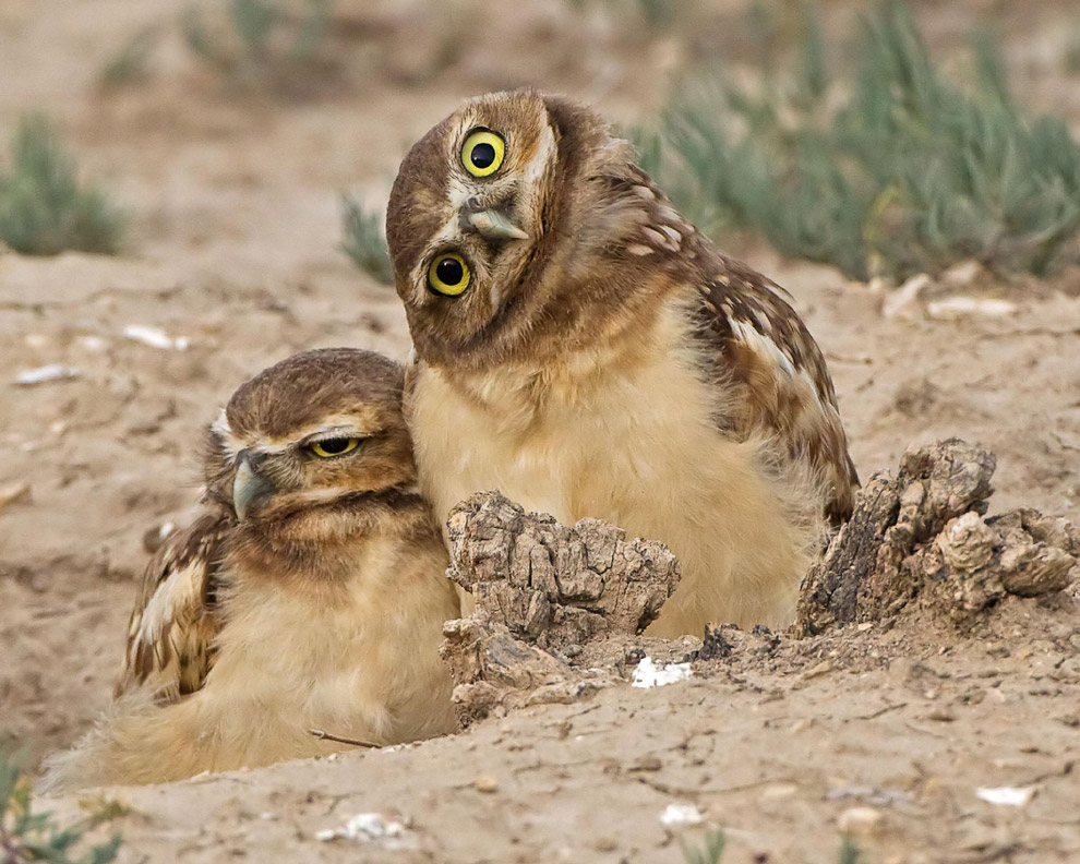 Смешной фотоконкурс Comedy Wildlife Photography Awards 2019