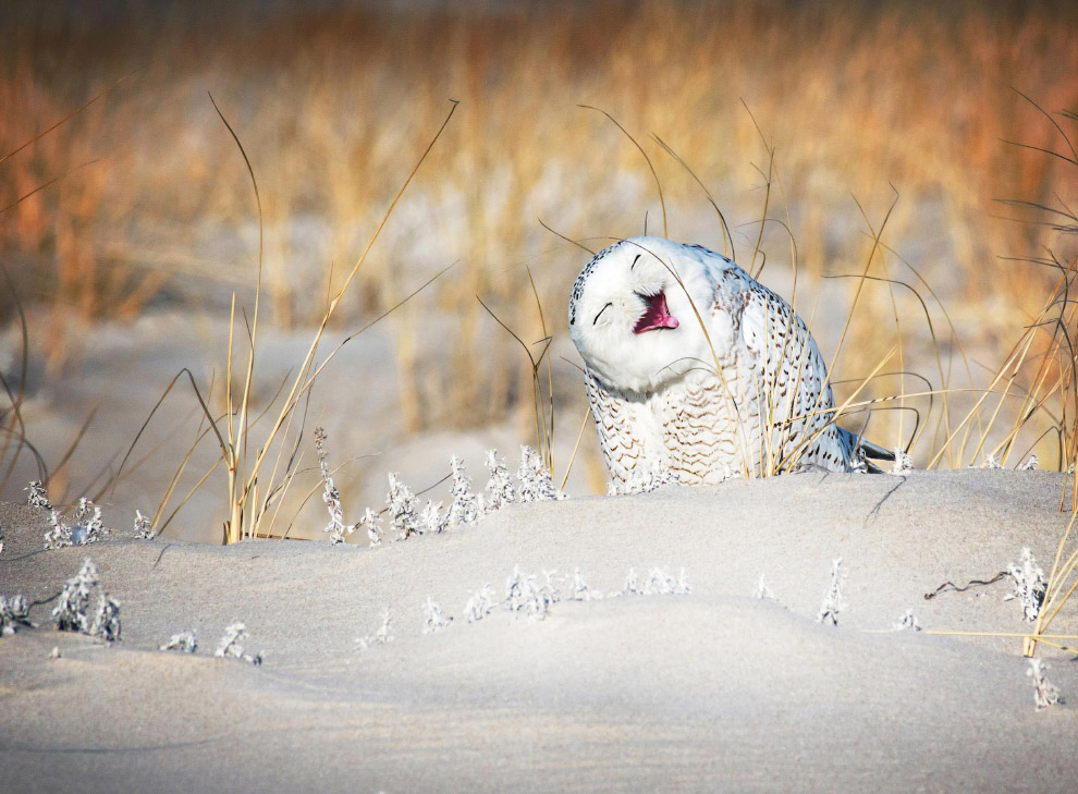 Смешной фотоконкурс Comedy Wildlife Photography Awards 2019