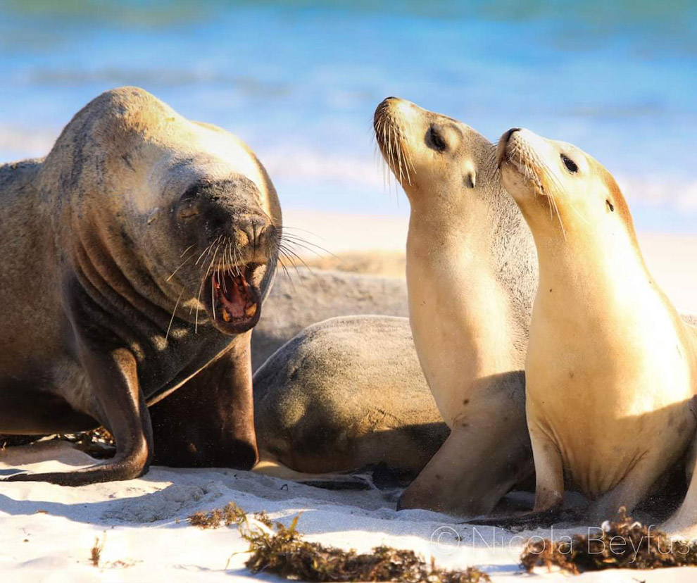 Смешной фотоконкурс Comedy Wildlife Photography Awards 2019