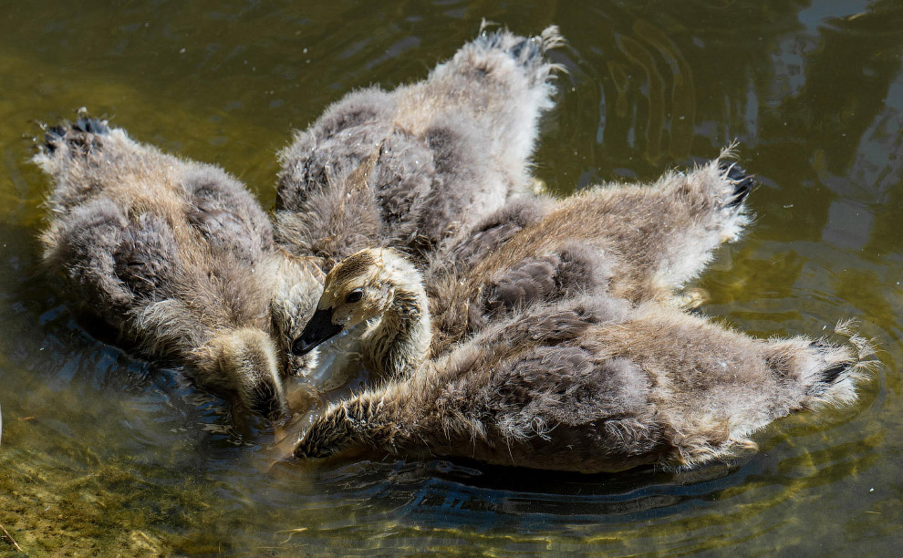 Смешной фотоконкурс Comedy Wildlife Photography Awards 2019