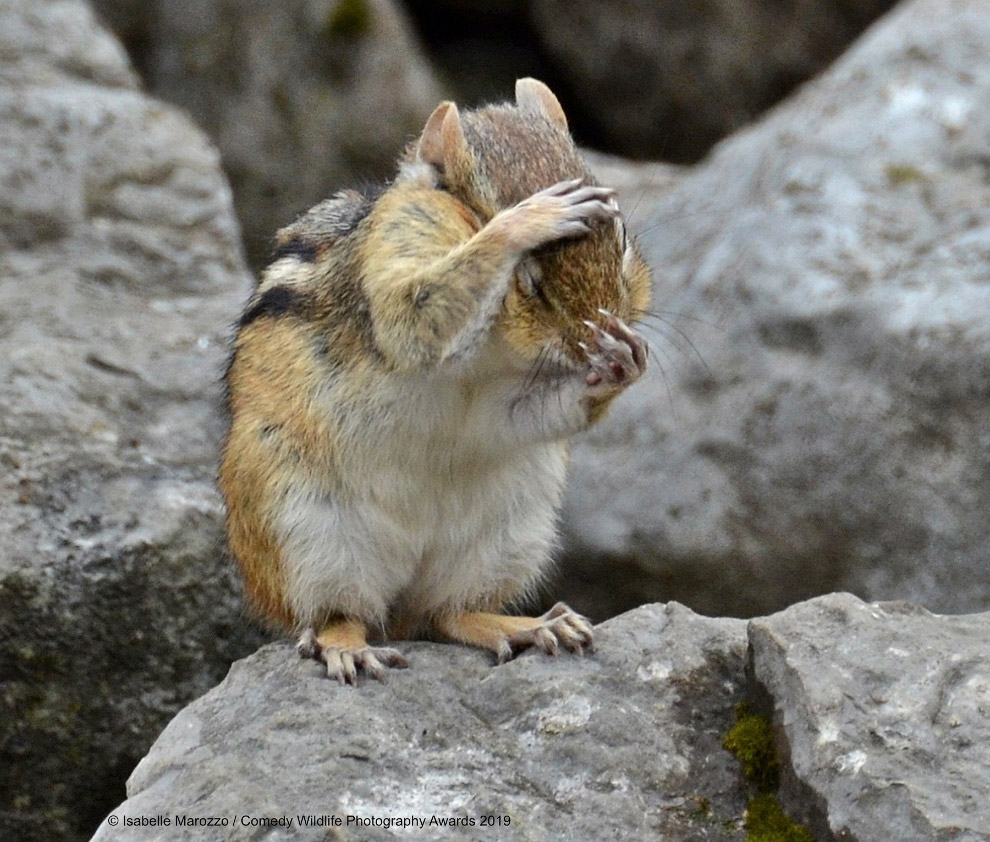 Смешной фотоконкурс Comedy Wildlife Photography Awards 2019