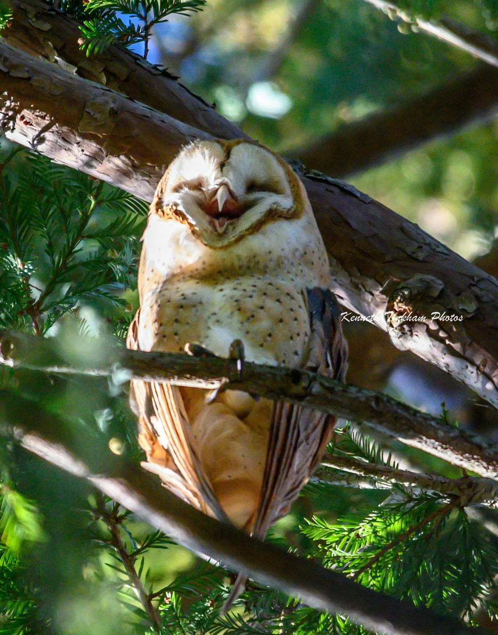 Смешной фотоконкурс Comedy Wildlife Photography Awards 2019