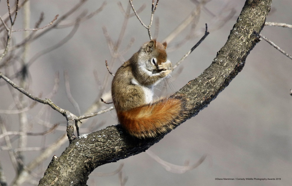 Смешной фотоконкурс Comedy Wildlife Photography Awards 2019