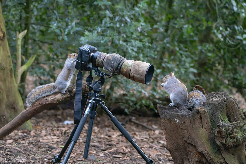 Смешной фотоконкурс Comedy Wildlife Photography Awards 2019