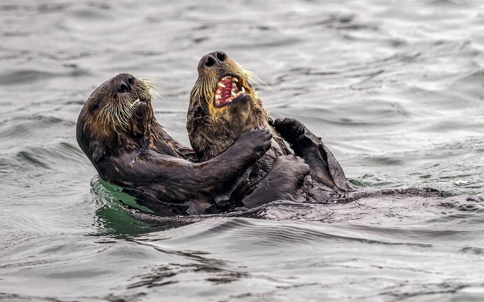 Смешной фотоконкурс Comedy Wildlife Photography Awards 2019