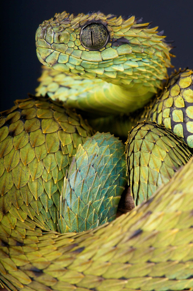 Фотограф показал красоту рептилий. Фото