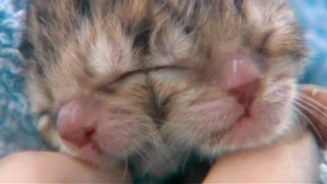 В США родился двуглавый котенок 