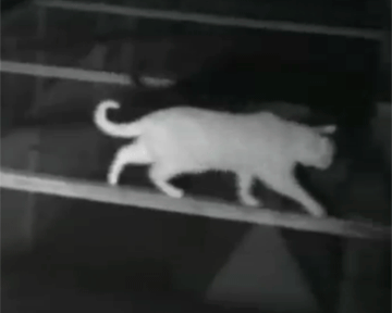 Британские ученые выследили, что коты делают по ночам