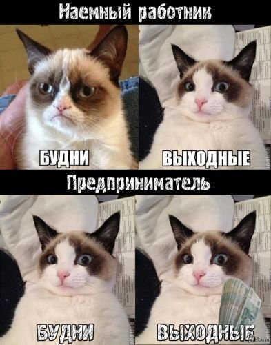 В Сети вспоминают лучшие мемы с Grumpy Cat. ФОТО