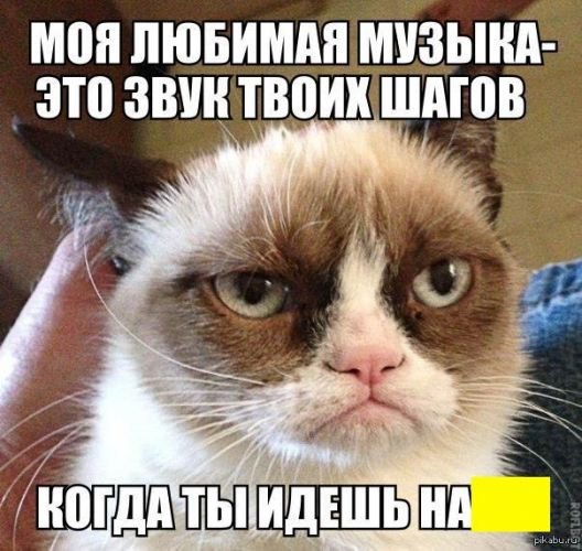 В Сети вспоминают лучшие мемы с Grumpy Cat. ФОТО