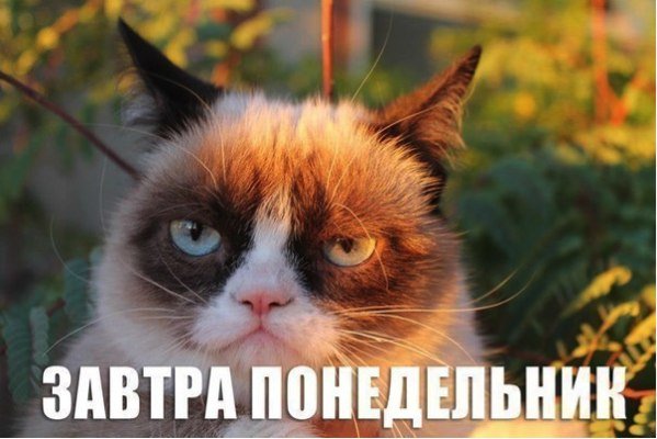 В Сети вспоминают лучшие мемы с Grumpy Cat. ФОТО