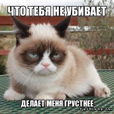 В Сети вспоминают лучшие мемы с Grumpy Cat. ФОТО