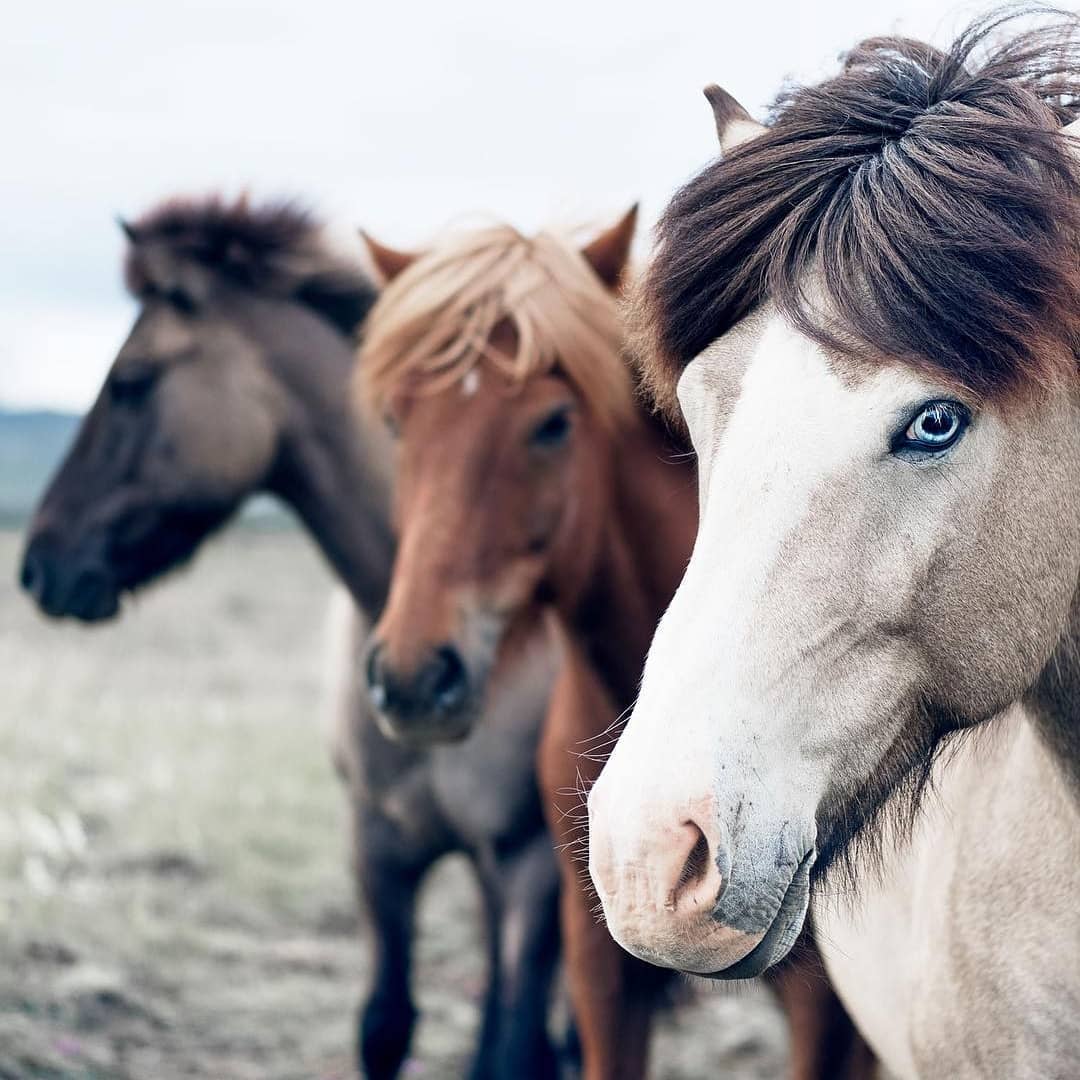 Прикольные фотки, которые могли сделать лишь в Исландии. ФОТО