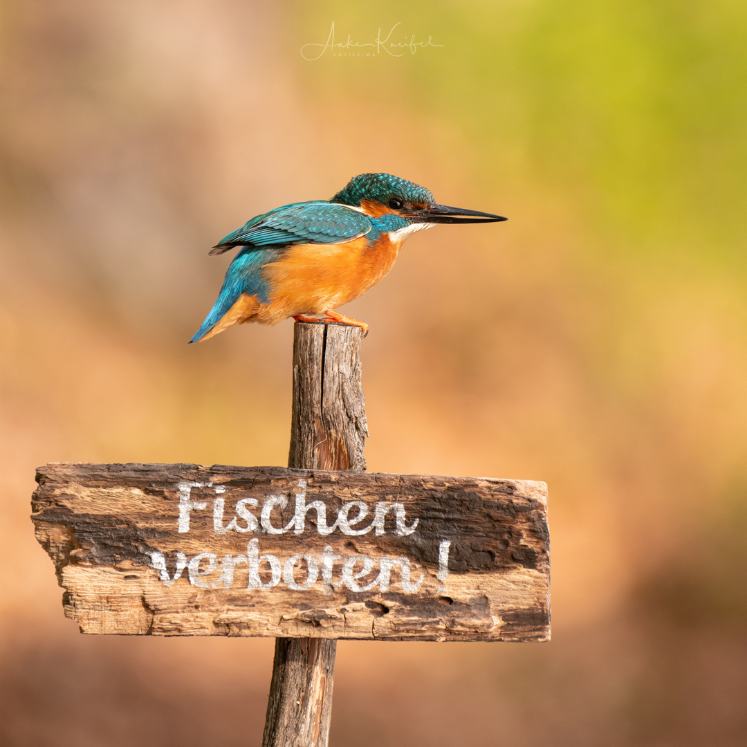 Фантастические снимки птиц Германии от Анке Кнайфель
