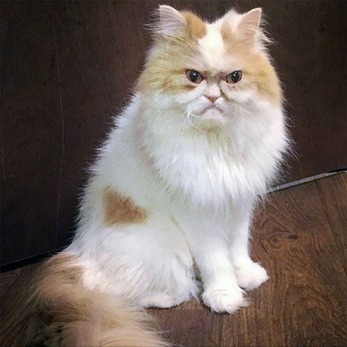 Найден новый самый сердитый кот в мире. ФОТО