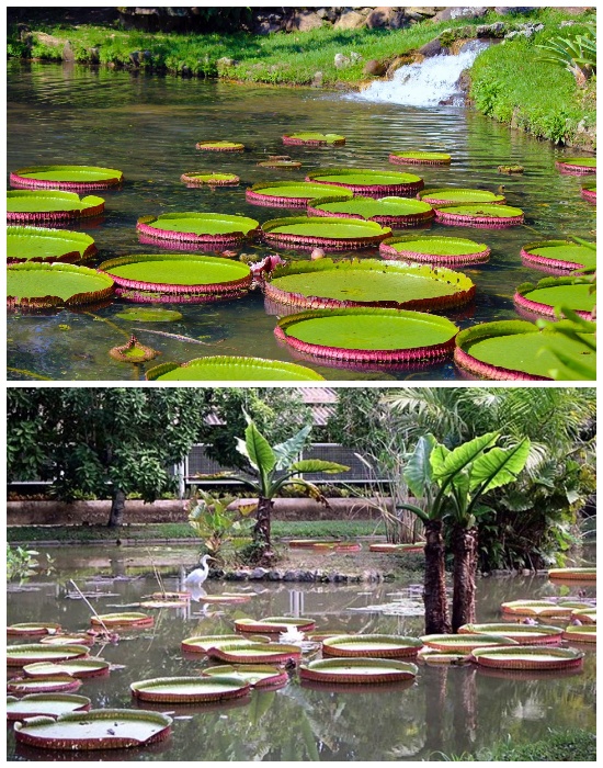  Ботанический сад в Рио-де-Жанейро (Бразилия). | Фото: tournavigator.pro.