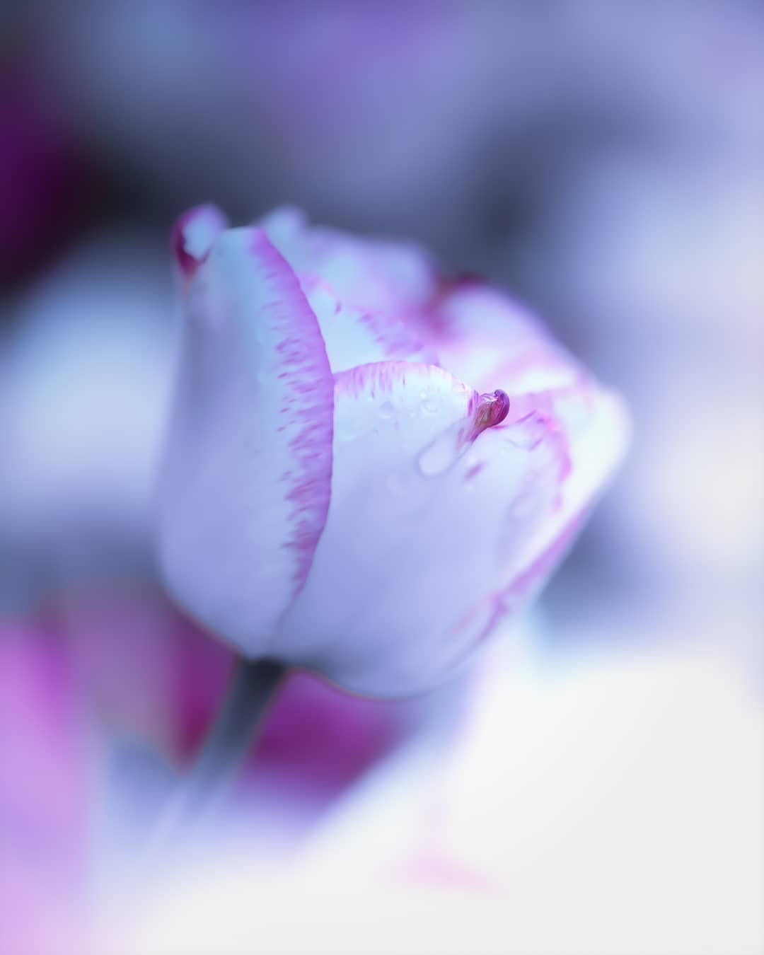Замечательные цветы Питера Висса макро,природа,фотография