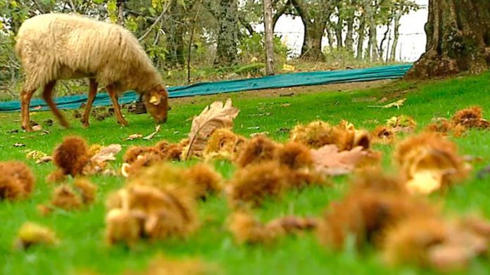 В Мадриде газонокосилки заменили овцами