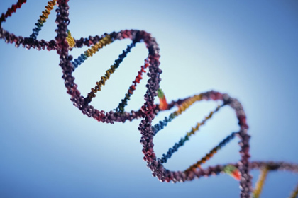 Ученые объяснили асимметрию чтения ДНК