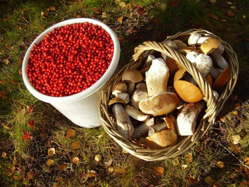 Депутаты Крыма ввели налог на грибы, ягоды и прогулки