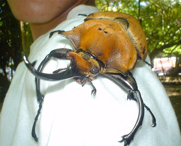 Самые большие жуки нашей планеты. ФОТО