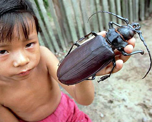 Самые большие жуки нашей планеты. ФОТО