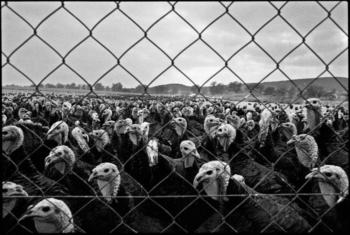 ХХ век в объективе фотографа-документалиста. ФОТО