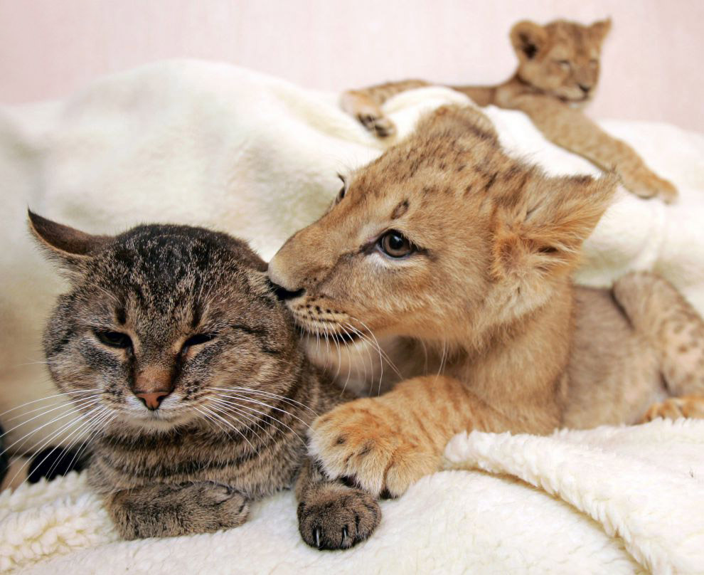 Удивительные примеры дружбы между животными разных видов. Фото