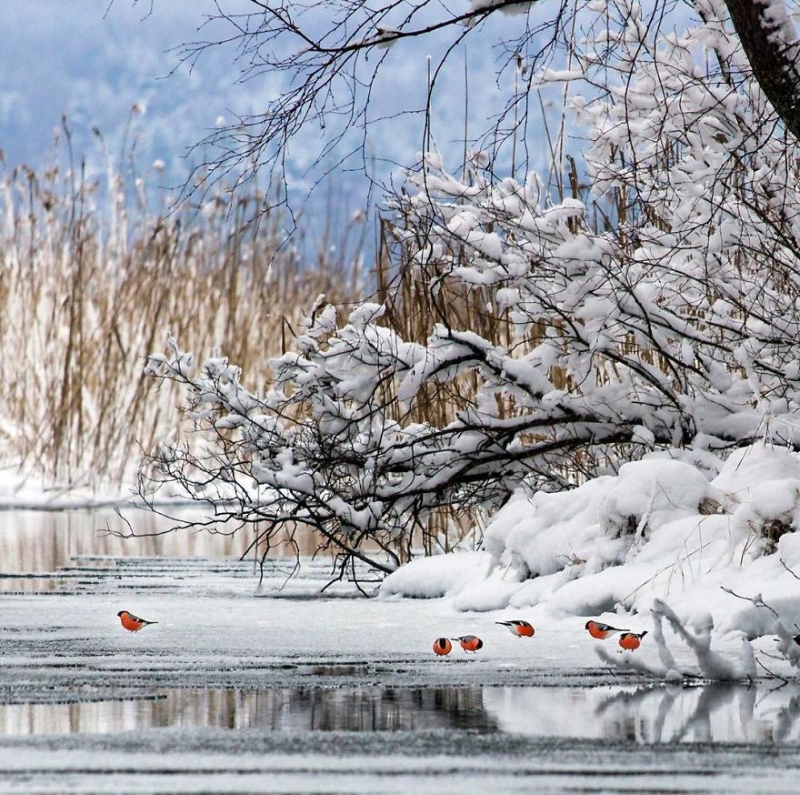 Финский лес в ярких снимках. Фото