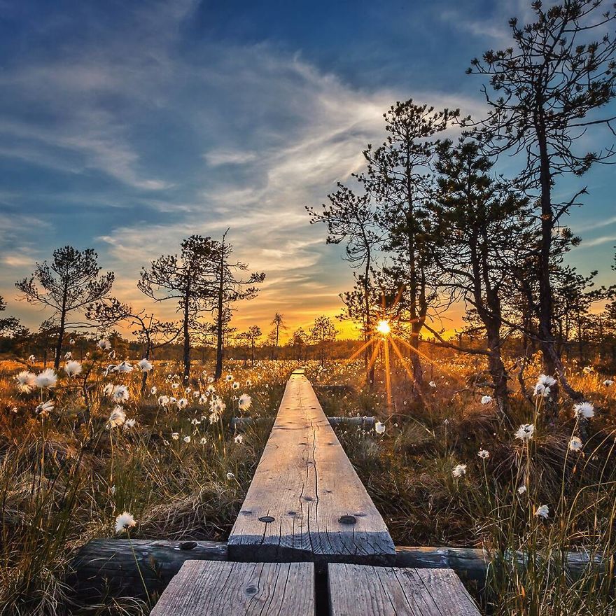 Финский лес в ярких снимках. Фото
