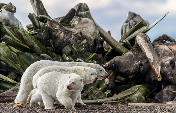 Природа в лучших снимках Natural World Photography Competition. Фото