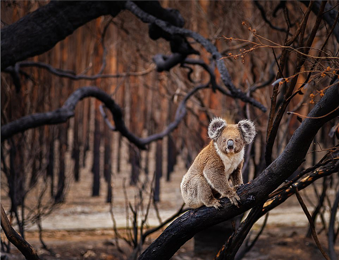 Природа в лучших снимках Natural World Photography Competition. Фото