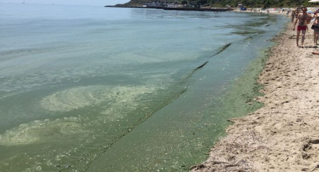 Зеленая вода: на одесских пляжах снова цветут водоросли. ФОТО