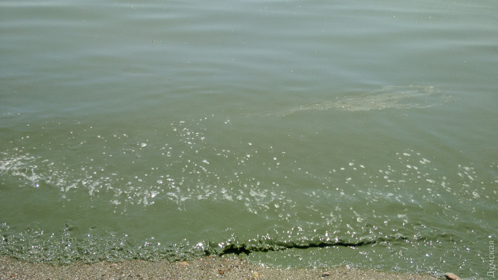 Зеленая вода: на одесских пляжах снова цветут водоросли. ФОТО