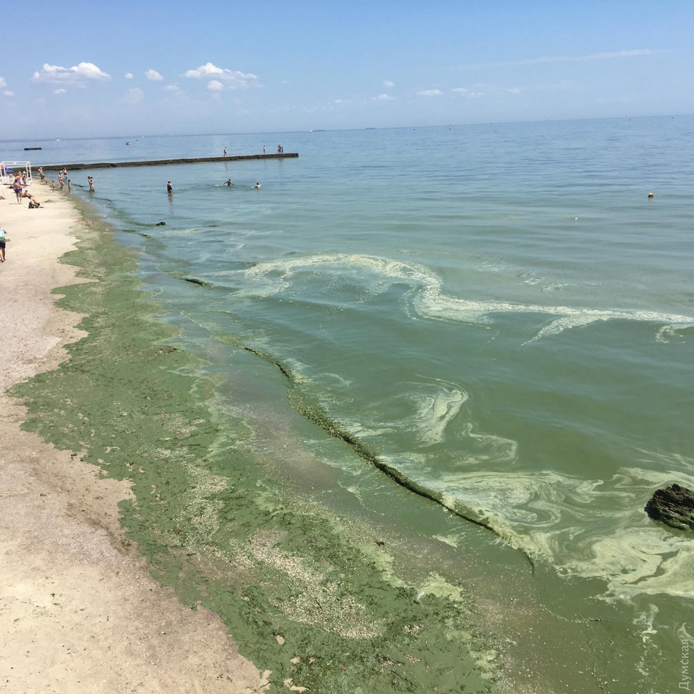 Зеленая вода: на одесских пляжах снова цветут водоросли. ФОТО