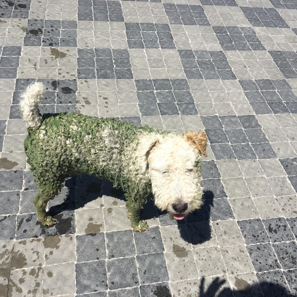 Собака после купания на одесском пляже 